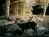 Hawke Prostalk Cam (3 MP)